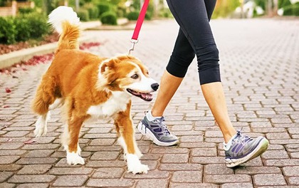 Chó ra đường không đeo rọ mõm, chủ bị phạt 800 000 đồng