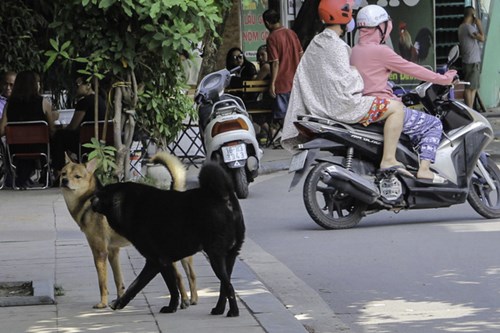  Chó vẫn thả rông, không rọ mõm nhan nhản tại đường phố Hà Nội trước ngày Nghị định xử phạt có hiệu lực. Ảnh: Cao Tuân