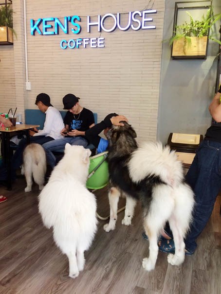 Hình ảnh con chó ngồi uống cafe sẽ khiến bạn ngạc nhiên vì sự thông minh và đáng yêu của loài vật này. Hãy tận hưởng những giây phút thư giãn và thú vị cùng với chú cún của bạn.