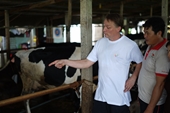 Tiếp cận kỹ thuật và triết lý chăn nuôi bò sữa thú vị của nông dân Hà Lan