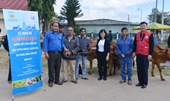 Công ty Sữa Cô gái Hà Lan trao tặng 80 con bò cho nông dân nghèo tỉnh Lâm Đồng