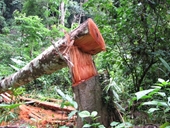 Gần một nửa số vụ phá rừng có yếu tố hình sự chưa xác định được thủ phạm