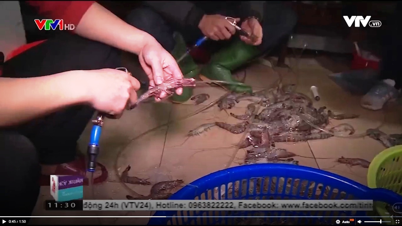 Hà Nội Phát hiện cơ sở bơm tạp chất vào tôm số lượng lớn