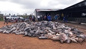 Đăk Nông Cháy trang trại, hơn 1200 con lợn chết ngạt