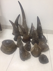 16 tổ chức đề nghị nghiêm trị hành vi buôn bán sừng tê giác

“trùm” buôn lậu sừng tê giác

​