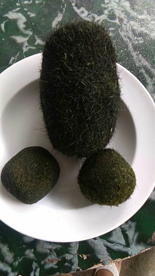 Mổ lợn phát hiện 3 vật thể nghi Trư Sa trị giá tiền tỷ