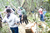 Vụ phá rừng gỗ pơ mu ở Quảng Nam Tòa trả hồ sơ để điều tra bổ sung