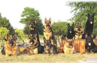 Năm Tuất nói về “người bạn” gần gũi của con người