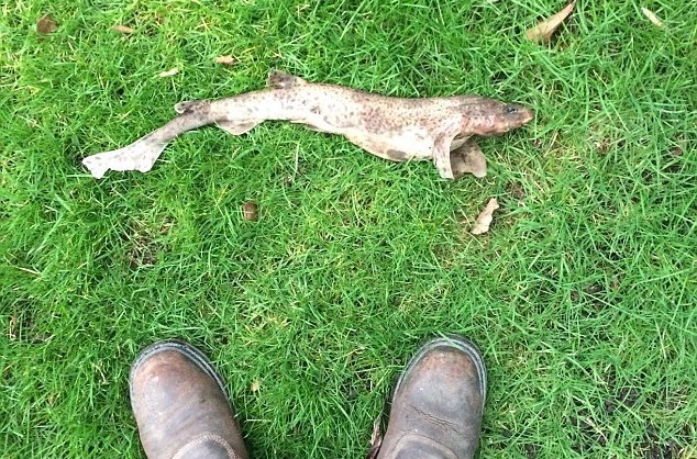 Đang pha trà trong bếp thì thấy cá mập từ trên trời rơi xuống