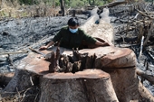 Đăk Nông Khởi tố 5 đối tượng chặt phá hàng chục hecta rừng