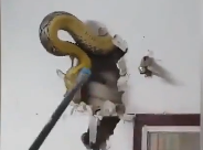 Chủ nhà tá hỏa khi phát hiện con trăn khổng lồ trốn trong tường