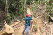 Liên tiếp xảy ra các vụ phá rừng nghiêm trọng