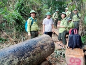 Phó Chủ tịch tỉnh Quảng Nam thị sát nơi rừng “đổ máu”