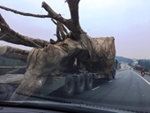 Cục trưởng Kiểm lâm chỉ đạo truy nguồn gốc cây khủng nghênh ngang trên quốc lộ