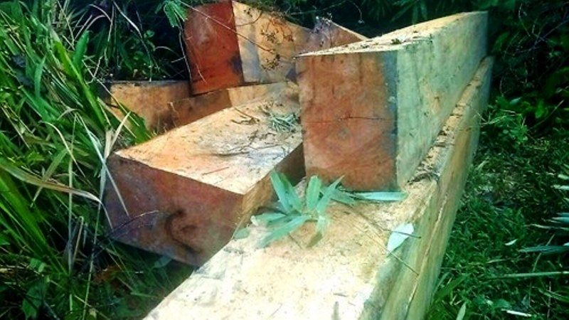 Đăk Lăk Lâm tặc huy động cả Trâu để kéo “Gỗ khủng” ra khỏi rừng