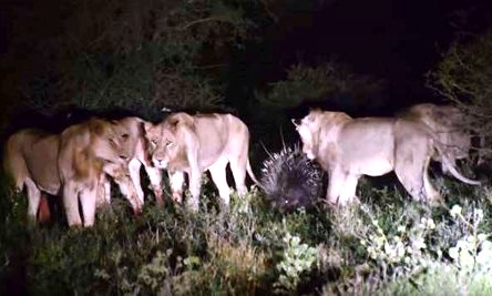 7 con sư tử đói bất lực trước con mồi nhỏ là  nhím