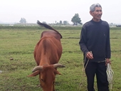 Chủ tịch TP Thanh Hóa lên tiếng vụ trâu bò ăn cỏ phải đóng phí