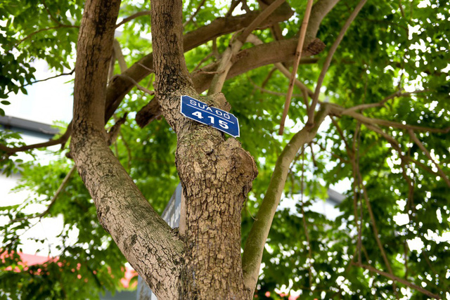 Hà Nội Loạt cây sưa quý chuẩn bị di dời để làm đường sắt đô thị