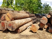 Đình chỉ công tác Trạm phó quản lý bảo vệ rừng để lọt xe chở gỗ lậu của Phượng “râu”