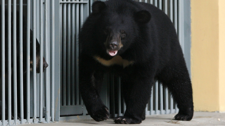 Mua chó về nuôi, lớn lên biến thành một chú Gấu lớn