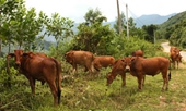 Khởi tố đối tượng ăn trộm bò tại Đồng Nai