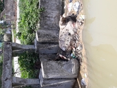Quảng Xương, Thanh Hóa Lợn chết trên mương dẫn nước sạch đầu nguồn