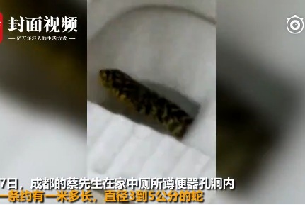 Chuẩn bị tắm, cô gái hoảng hốt phát hiện con rắn chui ra từ bồn cầu