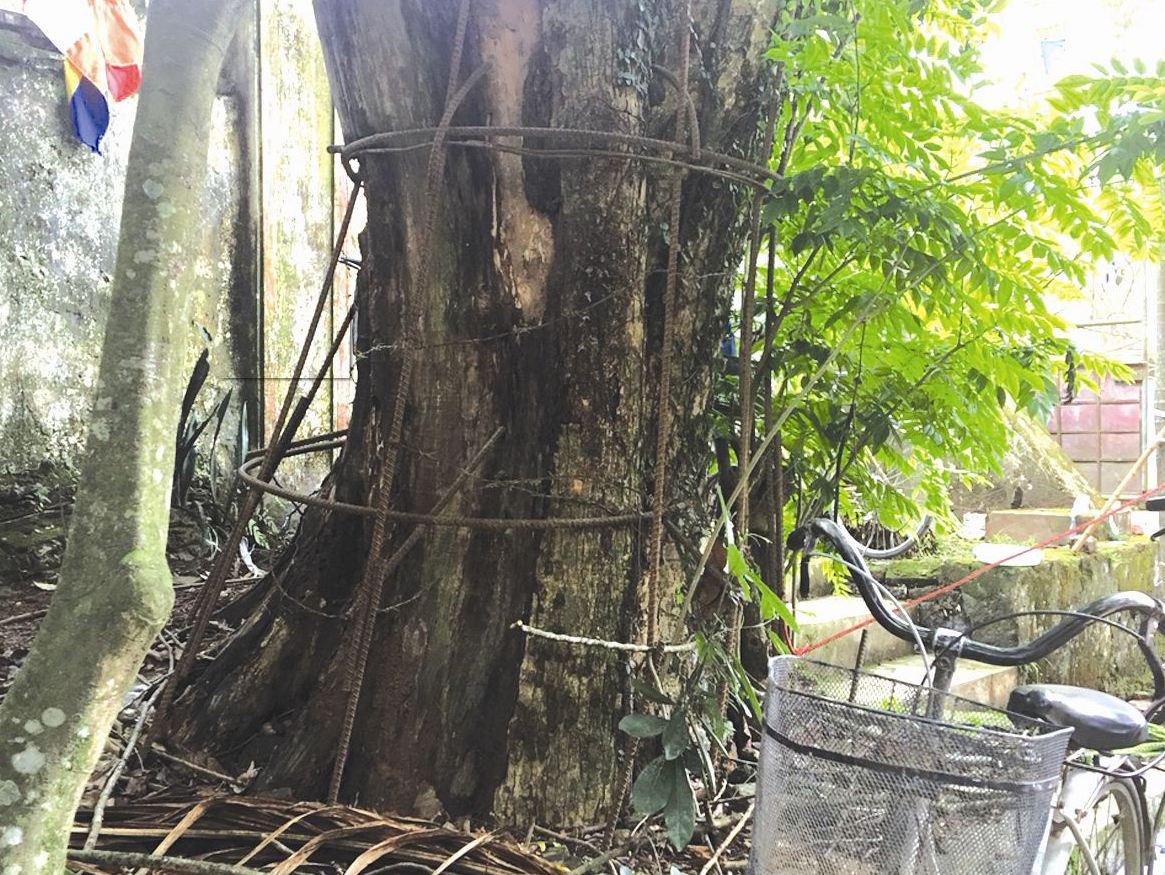 Số gỗ sưa đã mua bán là tài sản của nhân dân