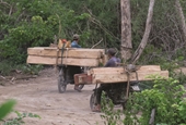 Vụ “lâm tặc” hoành hành rừng đầu nguồn tại Ninh Hòa Cơ quan chức năng địa phương bất lực
