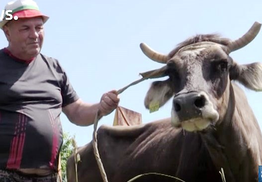 Tội nghiệp bò cái mang thai lĩnh án tử hình vì vượt biên trái phép