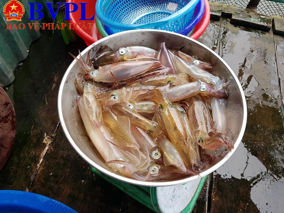 Mực Nhảy - Món ngon “níu bước” du khách mùa du lịch