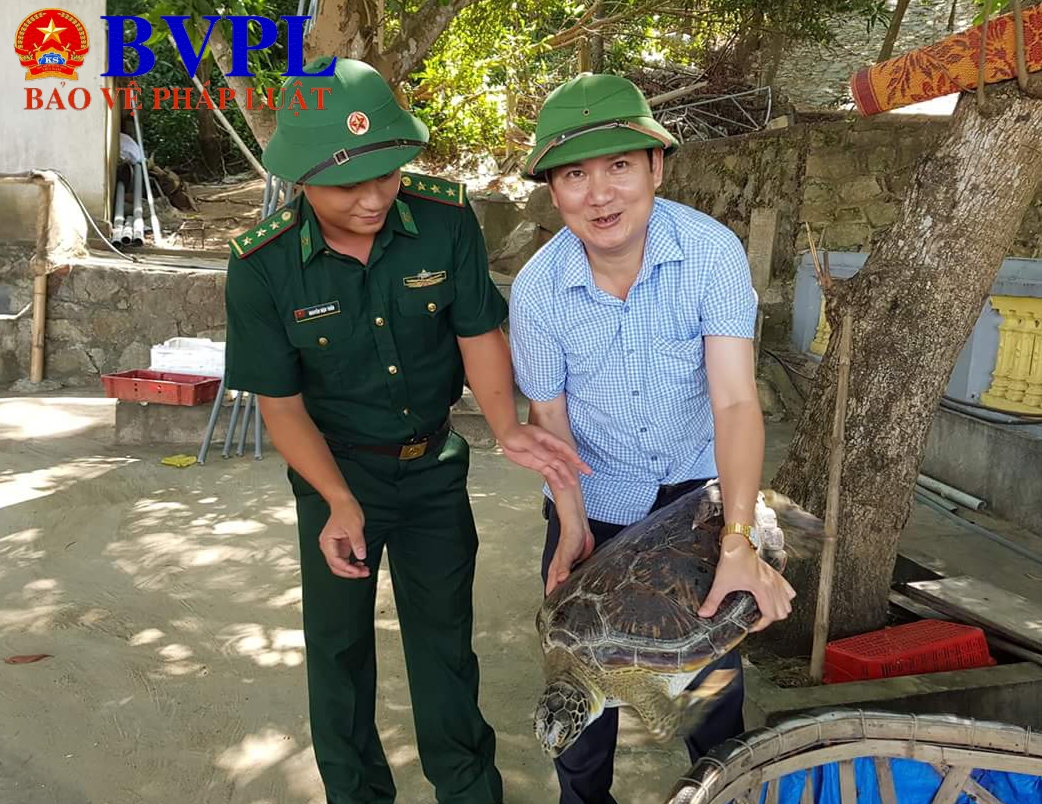 Thả rùa biển quý hiếm gần 40kg về lại biển