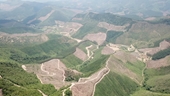 Tỉnh Quảng Ninh chỉ đạo làm rõ hàng chục ha rừng phòng hộ bị chặt phá