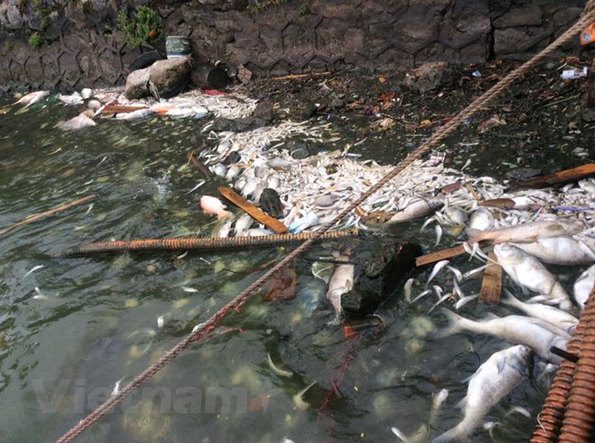 Hà nội Nguyên nhân cá chết có thể do biến đổi khí hậu, thời tiết nắng nóng