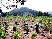 Phó Thủ tướng chỉ đạo xử lý phản ánh, tố cáo vụ việc trồng rừng ở Lâm Đồng