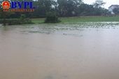 Hà Tĩnh Hơn 7 000 hecta lúa và rau màu đối diện nguy cơ hư hại do mưa lớn gây ngập úng