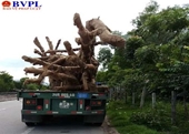 Thêm một cây khủng từ Phú Yên đi ra Bắc bị CSGT bắt giữ tại Quảng Trị