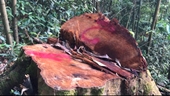 “Máu rừng” vẫn chảy - Những bất cập trong chính sách giao khoán, bảo vệ rừng