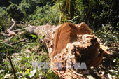 Hàng loạt cổ thụ gỗ nghiến bị đốn hạ trái phép ở Vườn Quốc gia Ba Bể