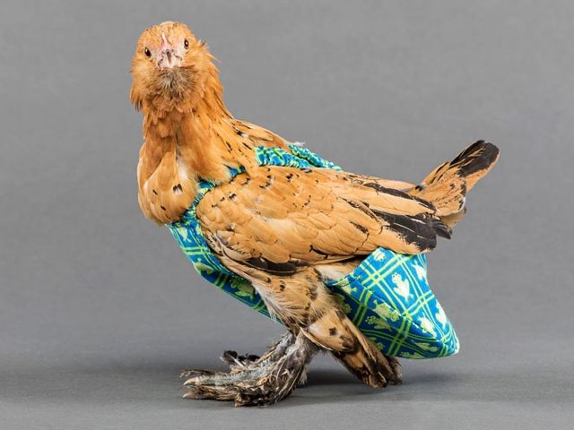 Hốt bạc nhờ sản xuất bỉm cho gà