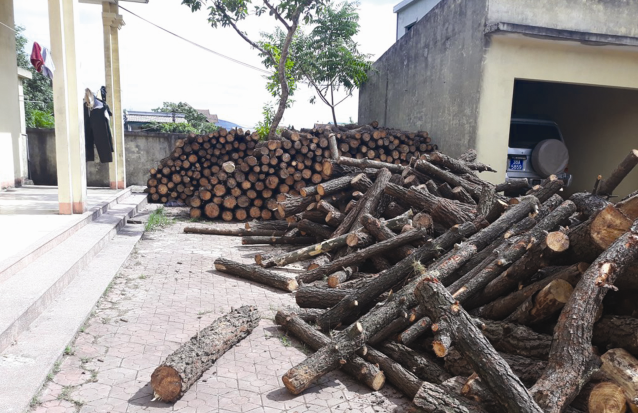 Cần xử lý nghiêm hành vi khai thác rừng trái phép