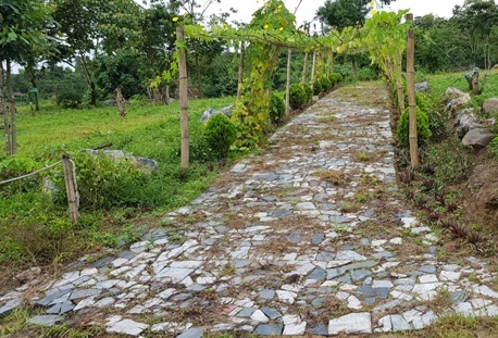 Ai đã “phù phép” biến khu rừng Trẩu lâu năm thành các khu đất trống