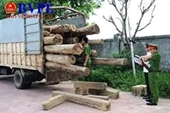 Vận chuyển gỗ lậu đi tiêu thụ bị bắt giữ