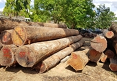 Gia đình Chi cục trưởng kiểm lâm Đắk Lắk tự nguyện giao nộp “8m3 gỗ” cho cơ quan điều tra