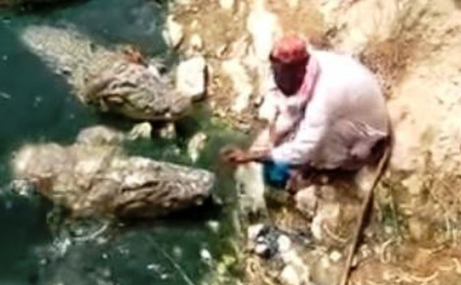 Rùng mình xem người đàn ông ngồi giữa bầy 5 con cá sấu đói ăn