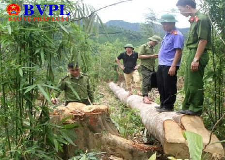 Nghệ An Triệt phá nhóm lâm tặc phá rừng quy mô “khủng”