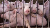 Công điện khẩn ngăn chặn dịch tả lợn Châu Phi vào Việt Nam
