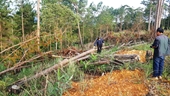 Phó Chủ tịch xã bị đình chỉ vì để 4 hecta rừng bị chặt trụi