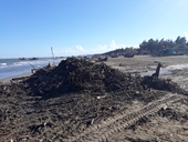 Thanh Hóa Củi và rác ngập bãi biển Sầm Sơn