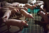 Dịch tả lợn bùng phát mạnh, Nhật Bản ngay lập tức dừng xuất khẩu thịt